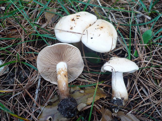 Hebeloma_laterinum