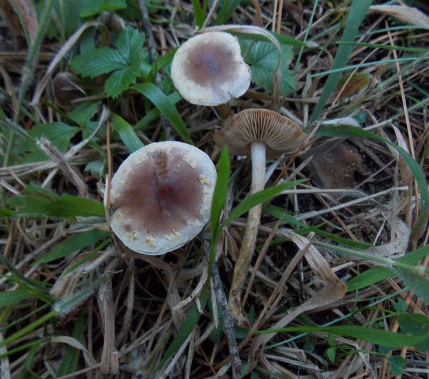 Hebeloma meosphaeum