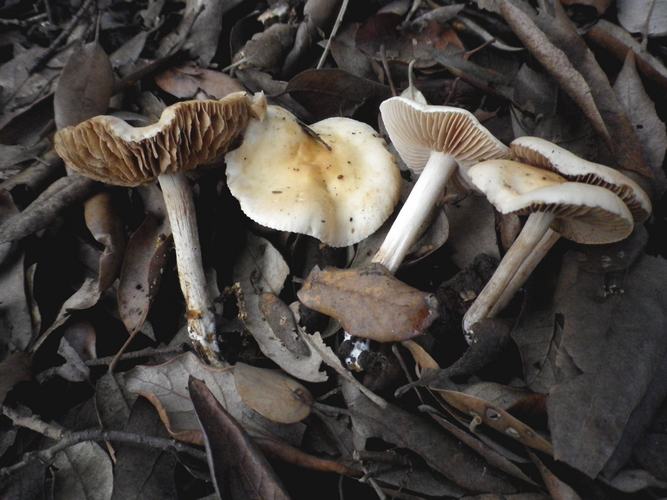 Hebeloma_pallidoluctuosum_parco_1_maggio