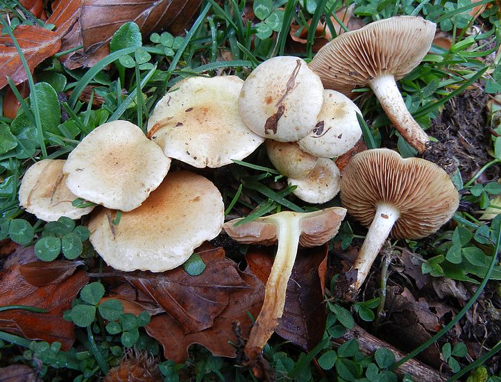 Hebeloma vellutipes