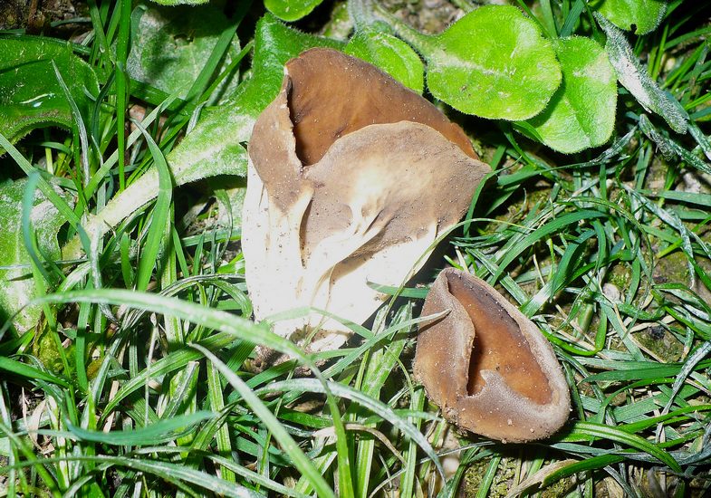 Helvella acetabulum