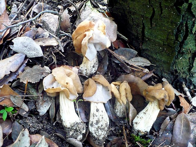 Helvella_crispa
