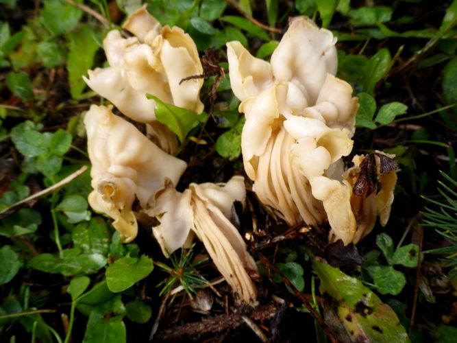 Helvella_crispa_Tesero