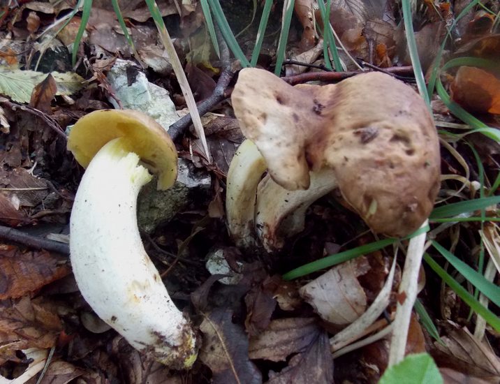 Hemileccinum depilatum