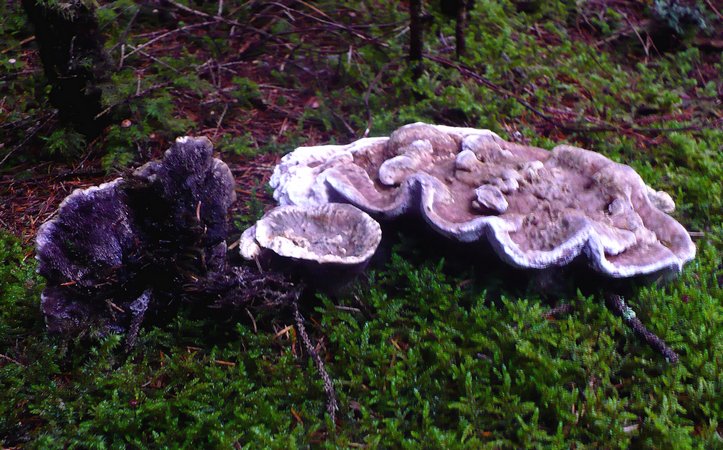 Hydnellum_caerulescens