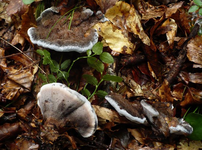 Hydnellum_caeruleum_Forni_di_Sopra