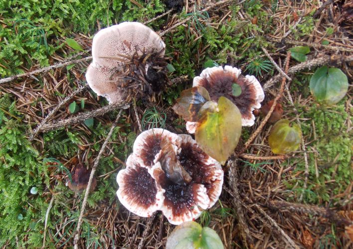 Hydnellum concrescens
