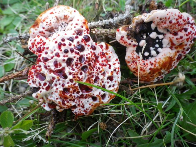 Hydnellum_pecki_Tesero