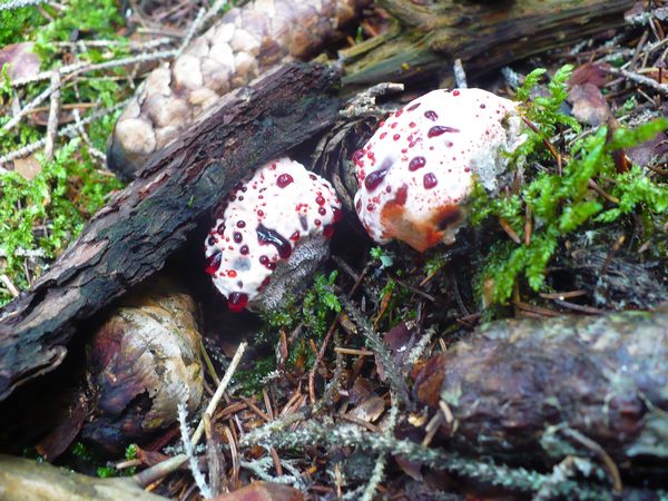 Hydnellum_peckii_3