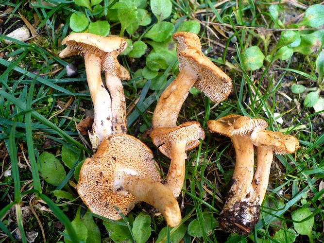 Hydnum_rufescens_Vallacera