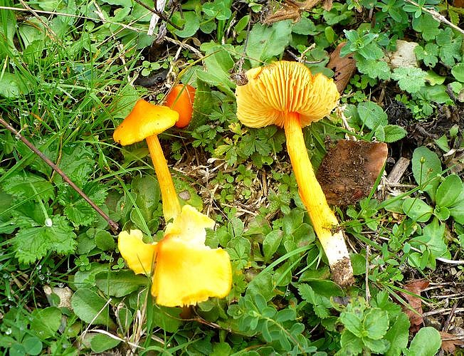 Hygrocybe_aurantiosplendens