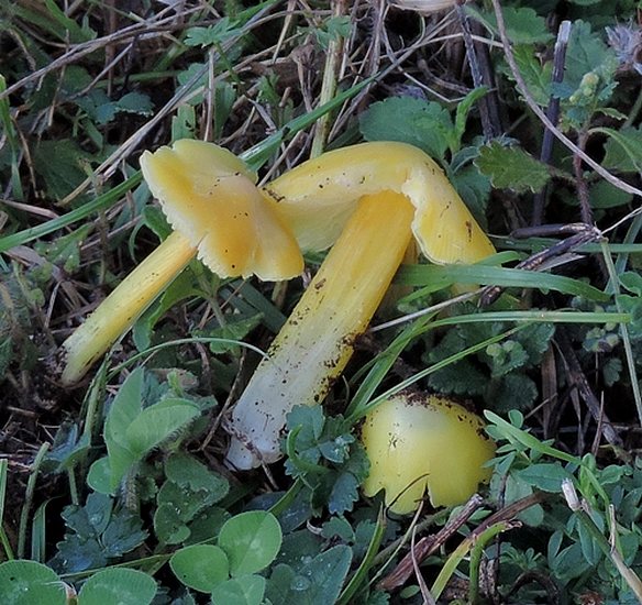 Hygrocybe_chlorophana