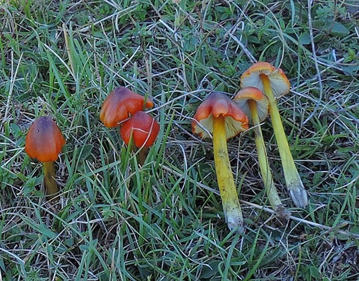 Hygrocybe conica