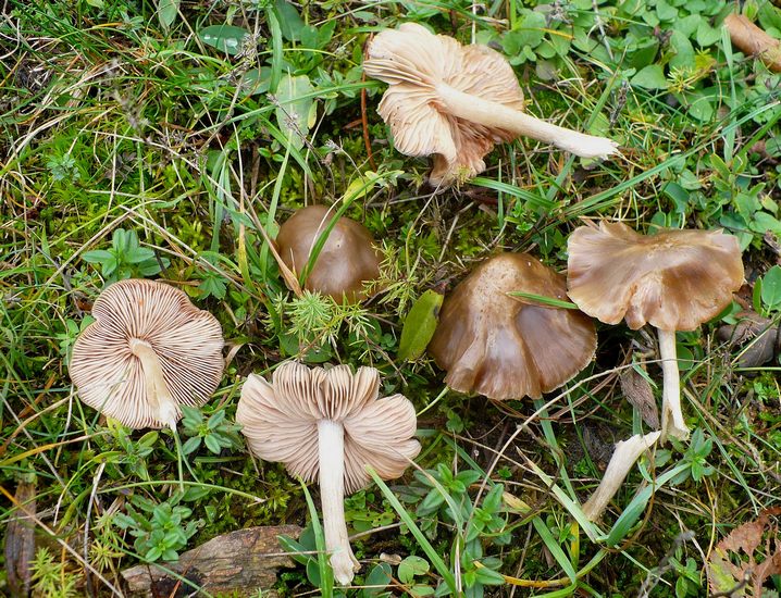Hygrocybe ingrata