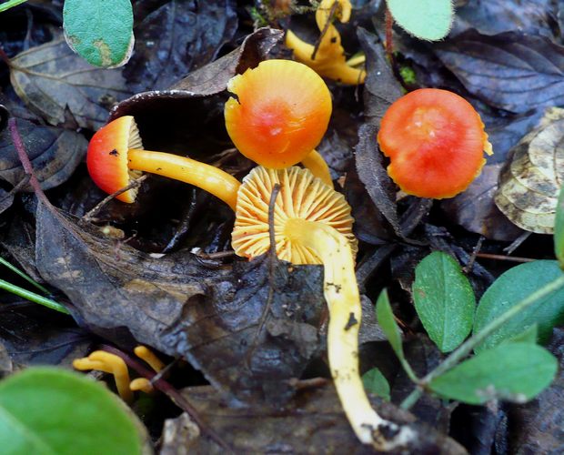 Hygrocybe_reidii