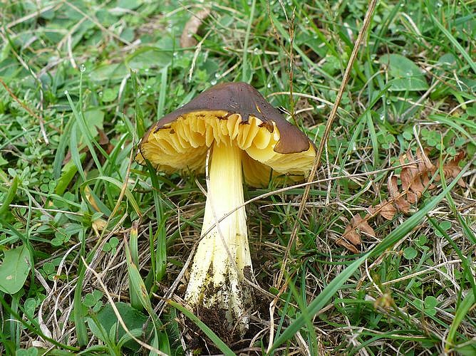 Hygrocybe_spadicea_1