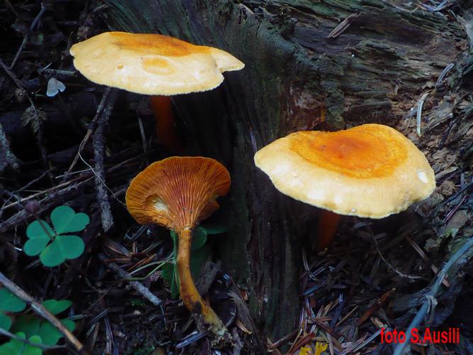 Hygrophorompsis_aurantiaca_Corno_alle_Scale