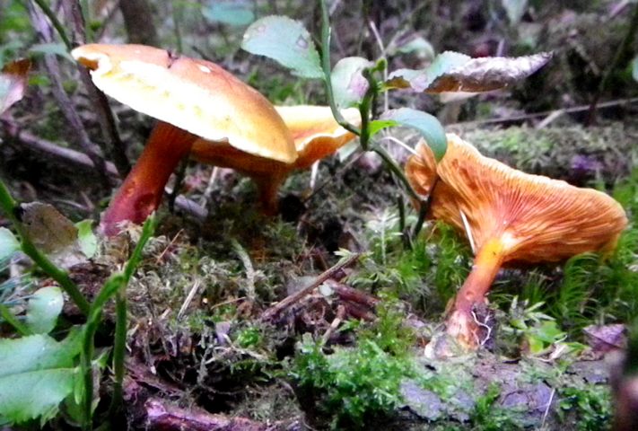 Hygrophoropsis_aurantiaca