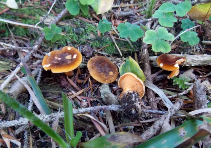 Hygrophoropsis fuscosquamulosa