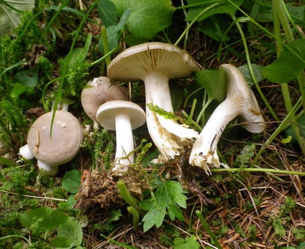 Hygrophorus_agathosmus