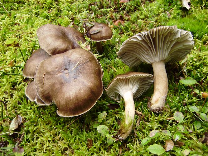 Hygrophorus_camarophyllus