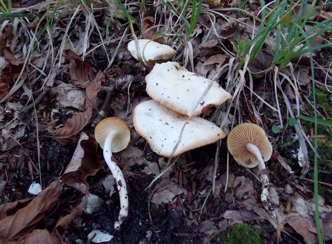 Hygrophorus_discoxanthus