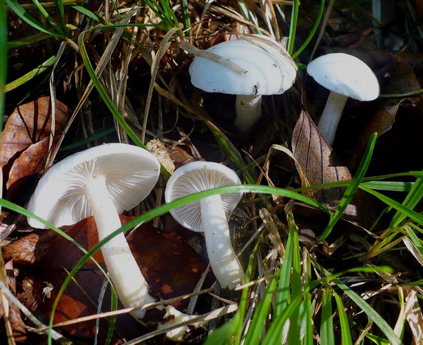 Hygrophorus_eburneus