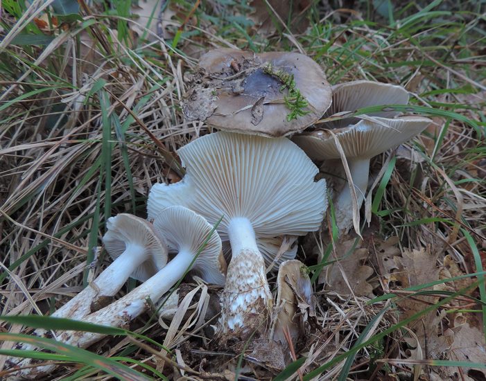 Hygrophorus laiabundus