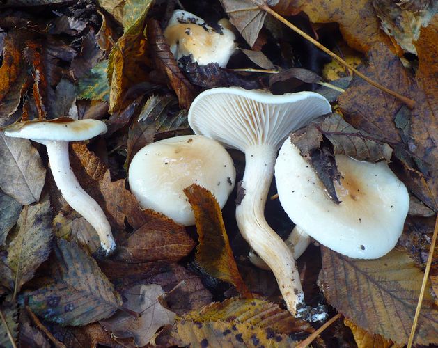 Hygrophorus_leucophaeus-ilicis
