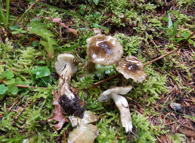 Hygrophorus_olivaceoalbus