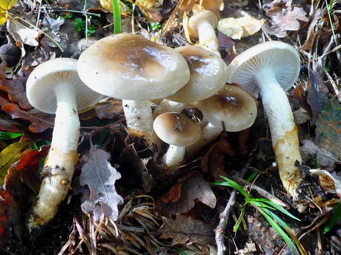 Hygrophorus_persoonii
