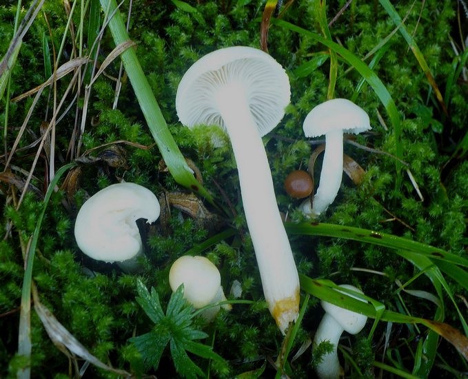 Hygrophorus piceae