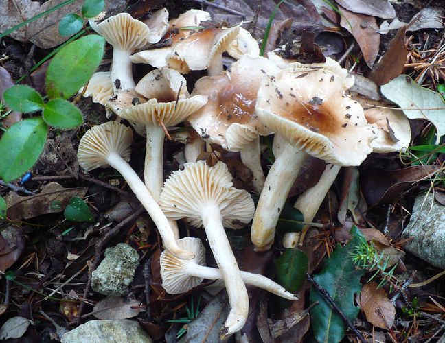 Hygrophorus_roseodiscoideus