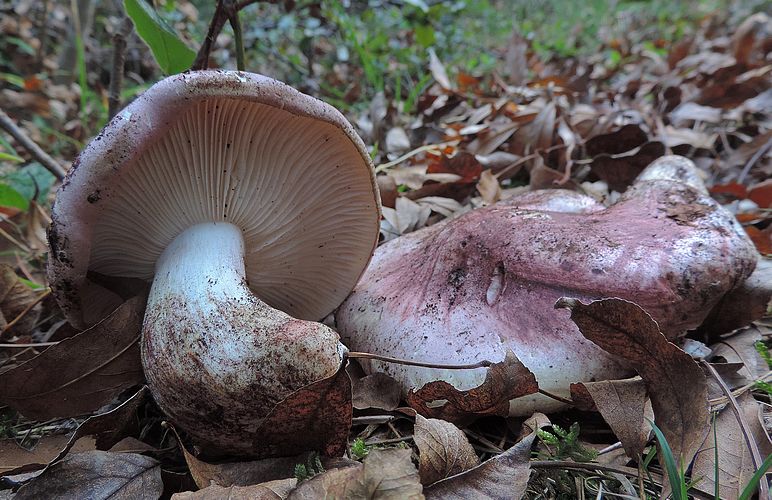 Hygrophorus russula