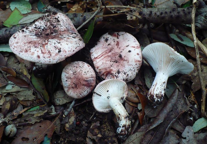 Hygrophorus_russula_Conero