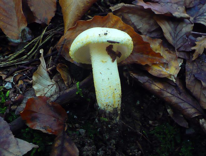 Hygrophoruschrysodon_2