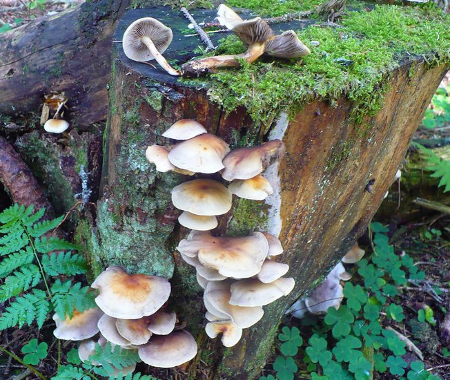 Hypholoma capnoides 2