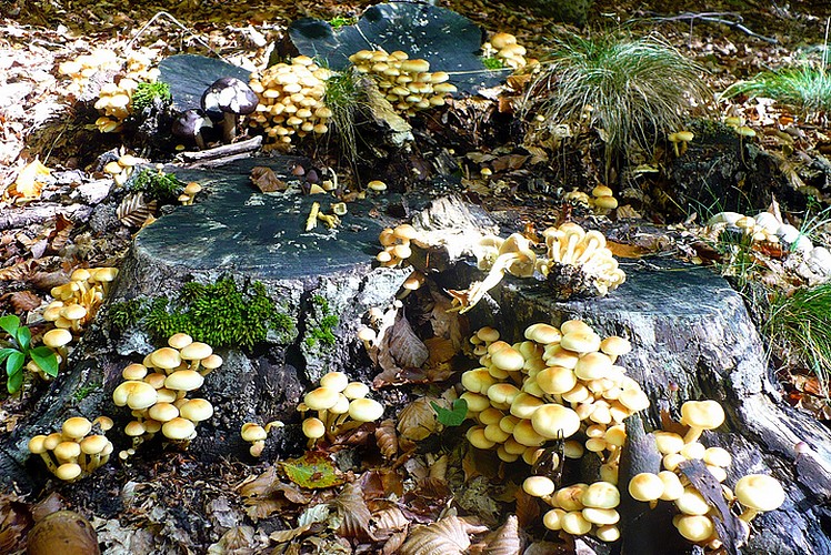 Hypholoma_fasciculare_Amiata