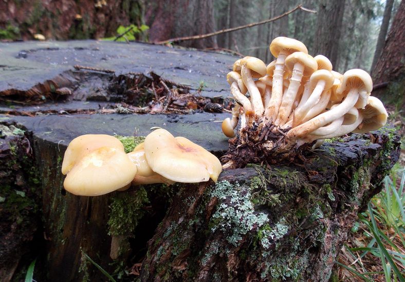 Hypholoma radicosum