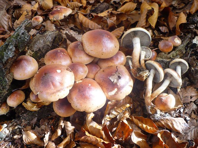 Hypholoma_sublateritium_Amiata