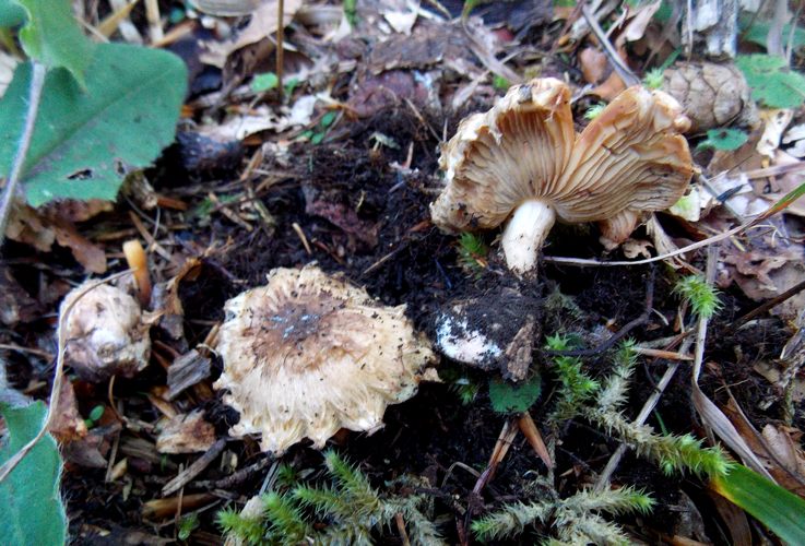 Inocybe erinaceomorpha