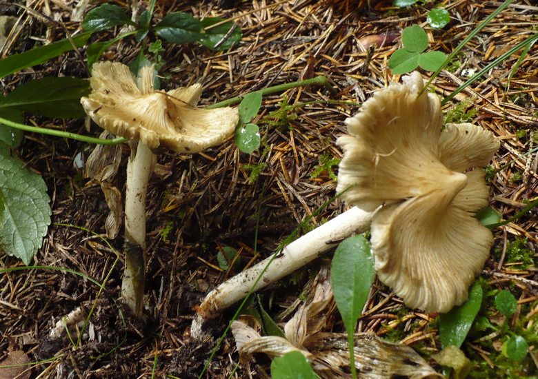 Inocybe fastigiata