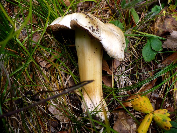 Inocybe fibrosa