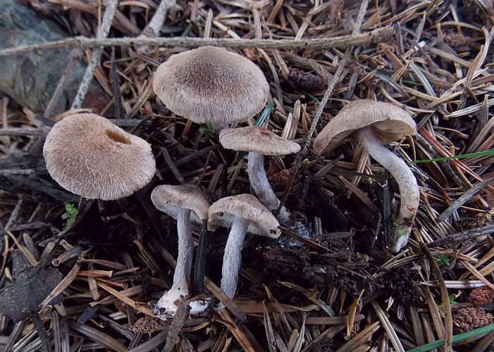 Inocybe furfurea va.furfurea