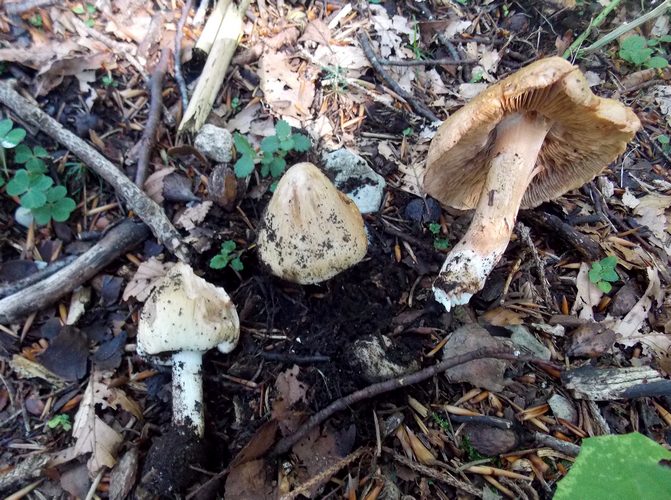 Inocybe fuscidulaFolgaria