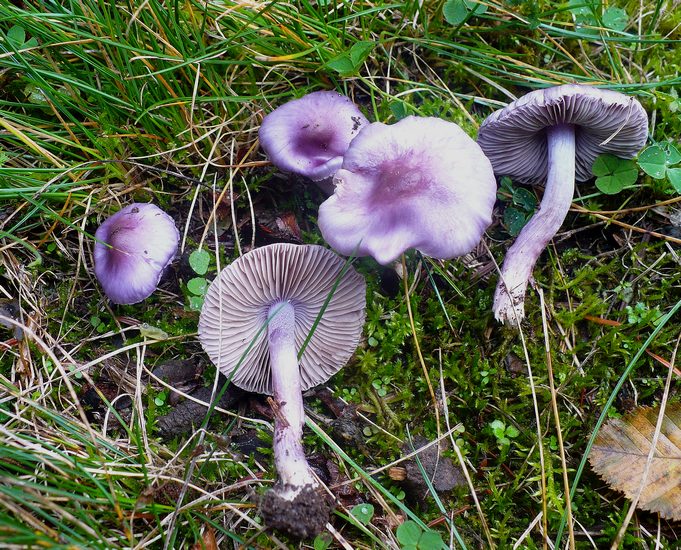 Inocybe geophylla va.violacea