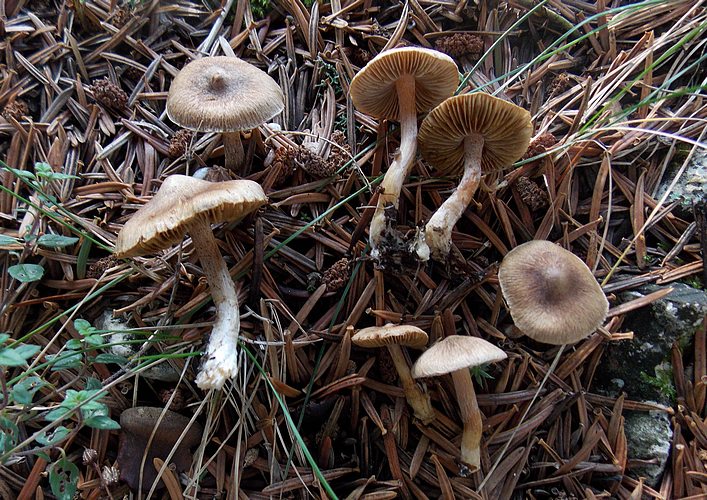 Inocybe nitidiuscula