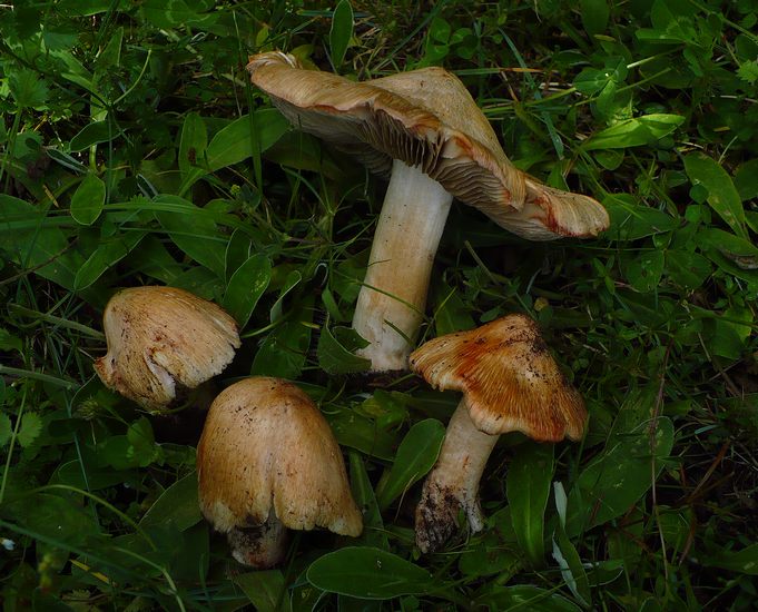 Inocybe patouillardii 2