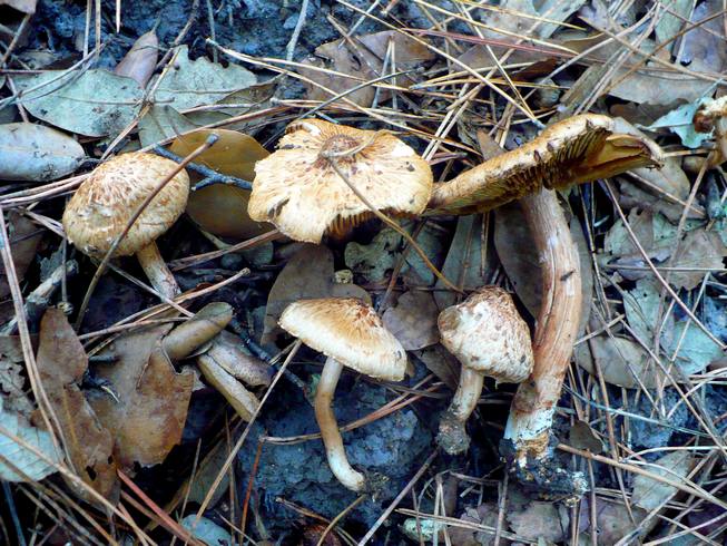 Inocybe_piriodora