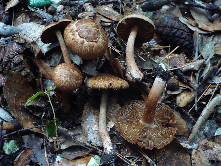 Inocybe_pisciodora